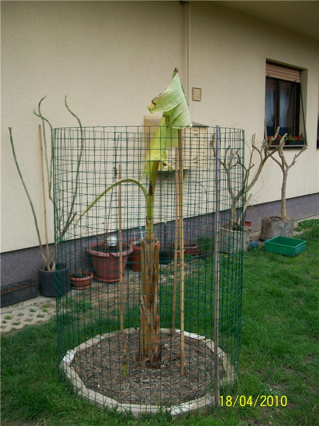 banana - lat. musa basjoo